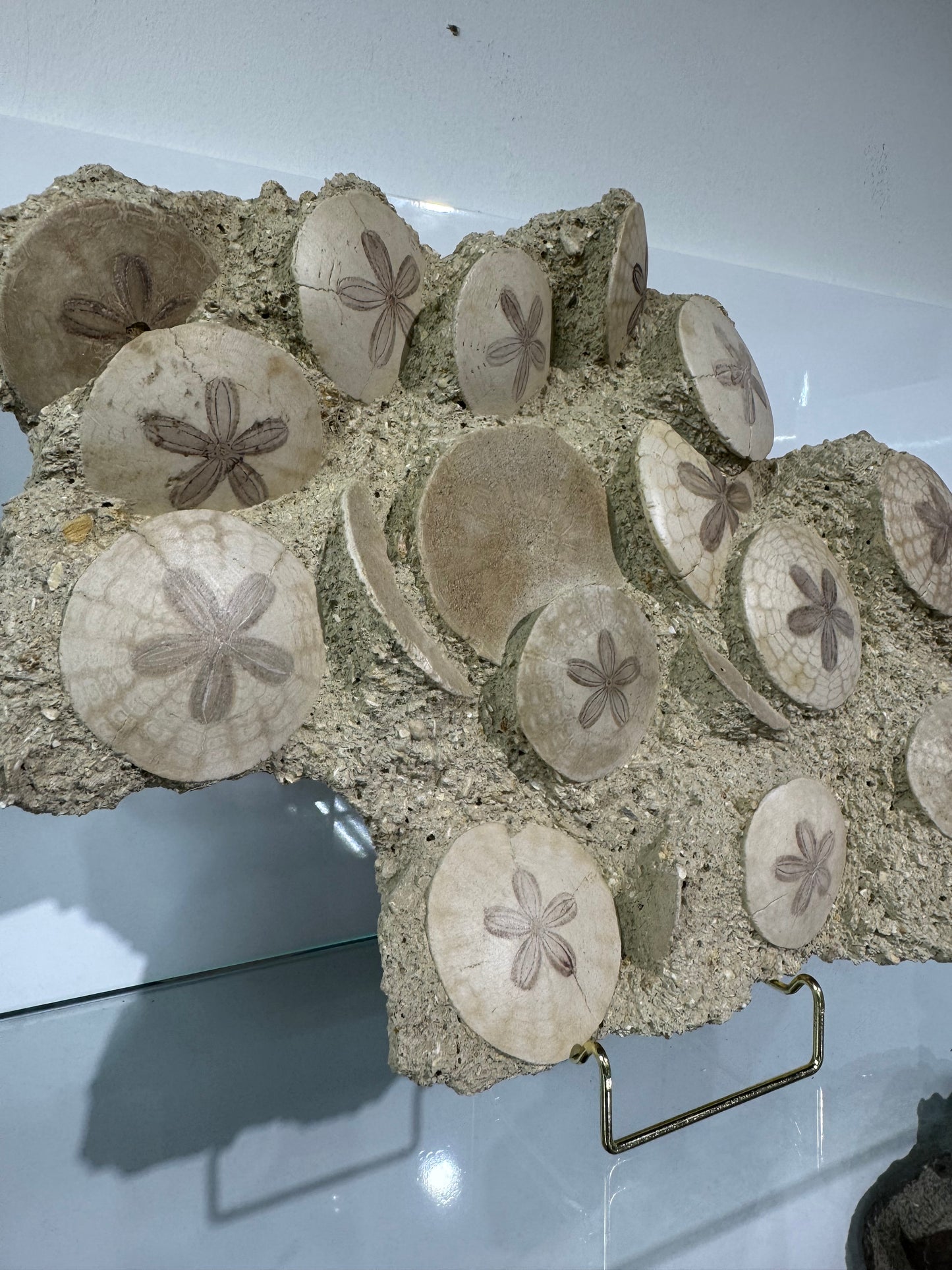 Large Scutella Plate Miocene Period (23 Million years old)