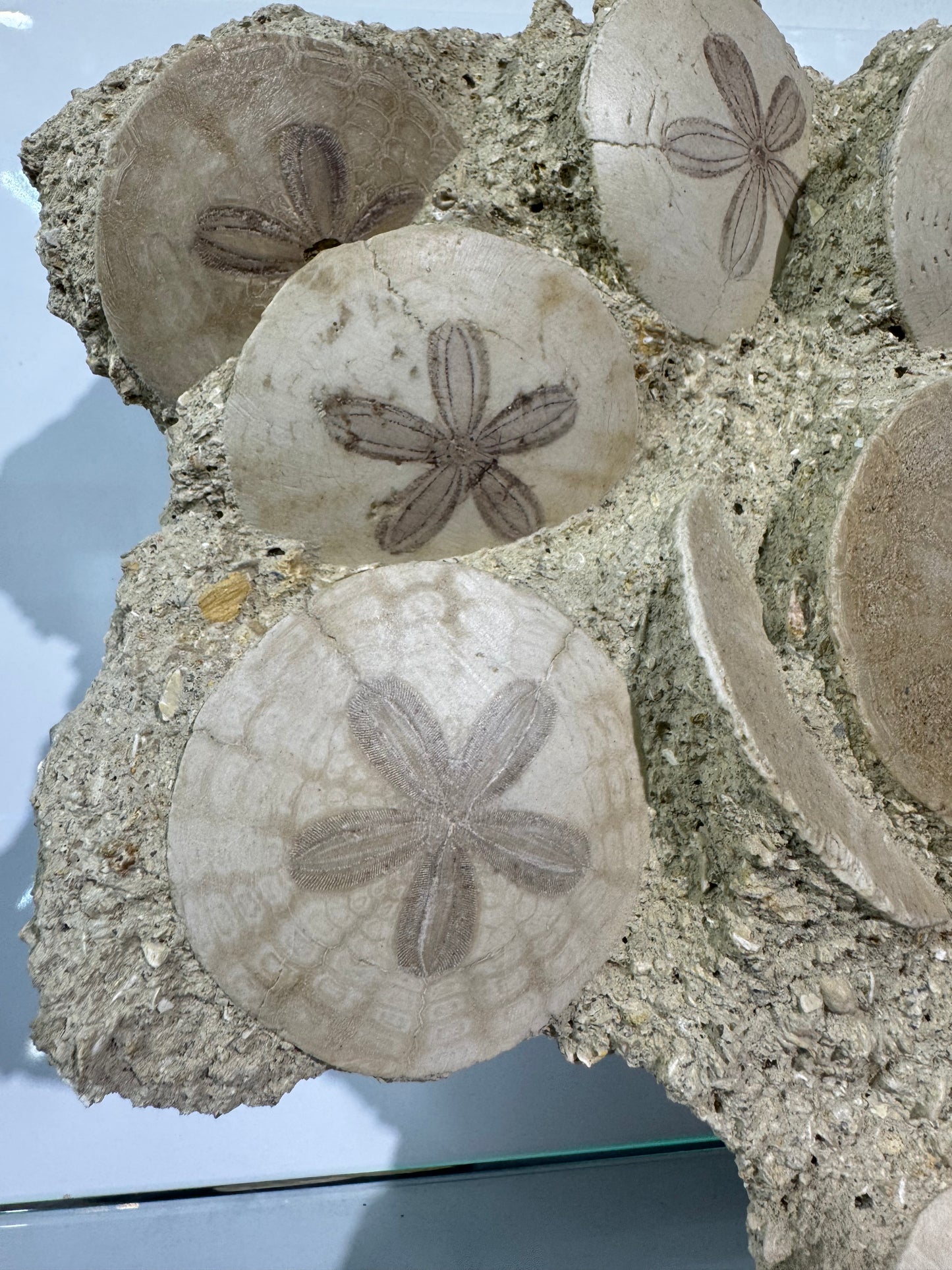 Large Scutella Plate Miocene Period (23 Million years old)