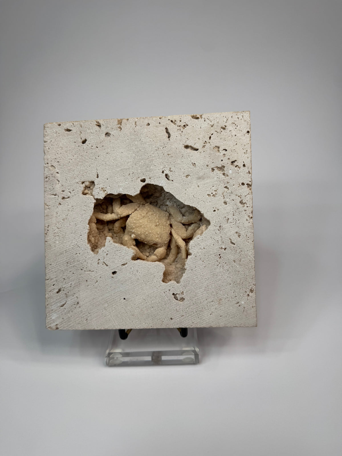 Fossilized Crab in Travertine