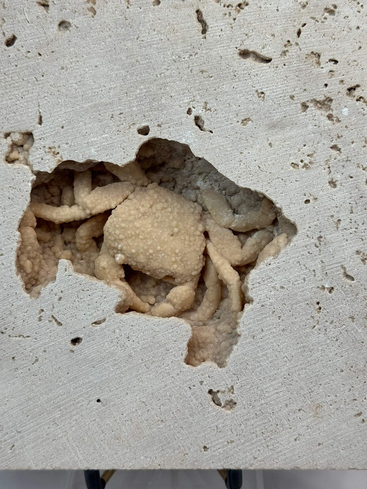 Fossilized Crab in Travertine