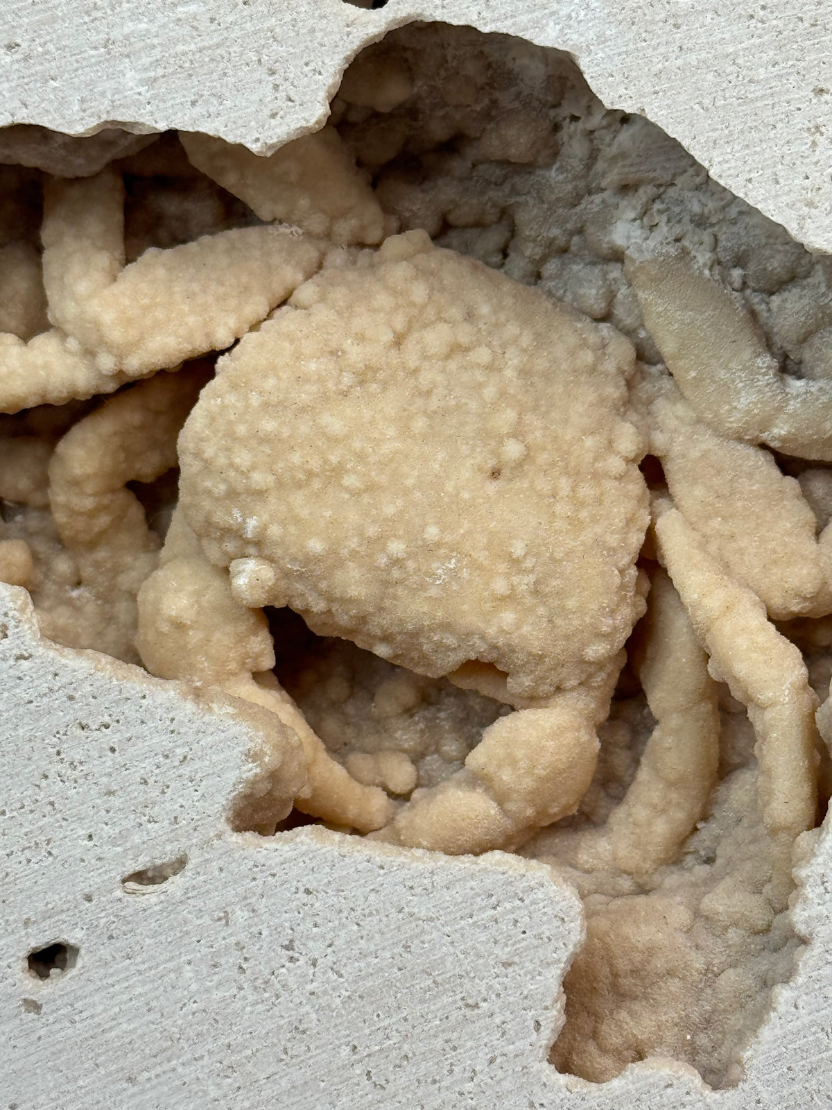 Fossilized Crab in Travertine