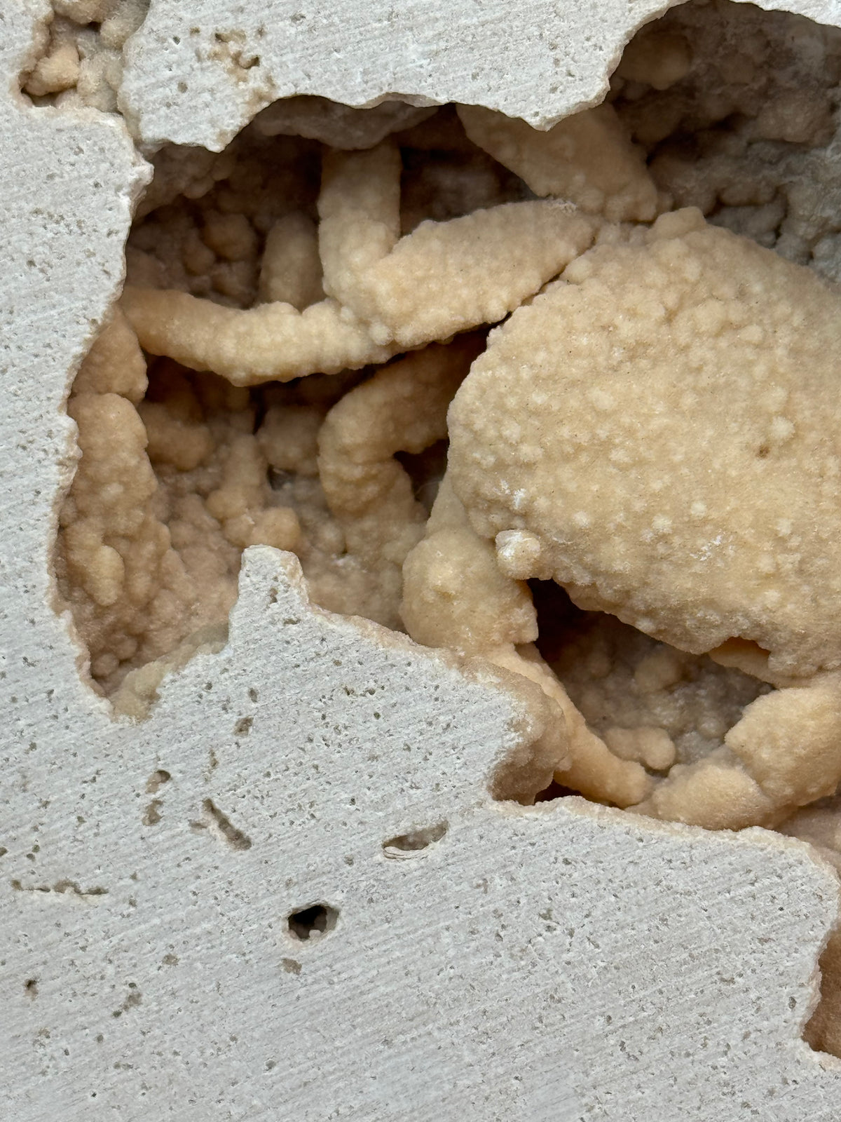 Fossilized Crab in Travertine