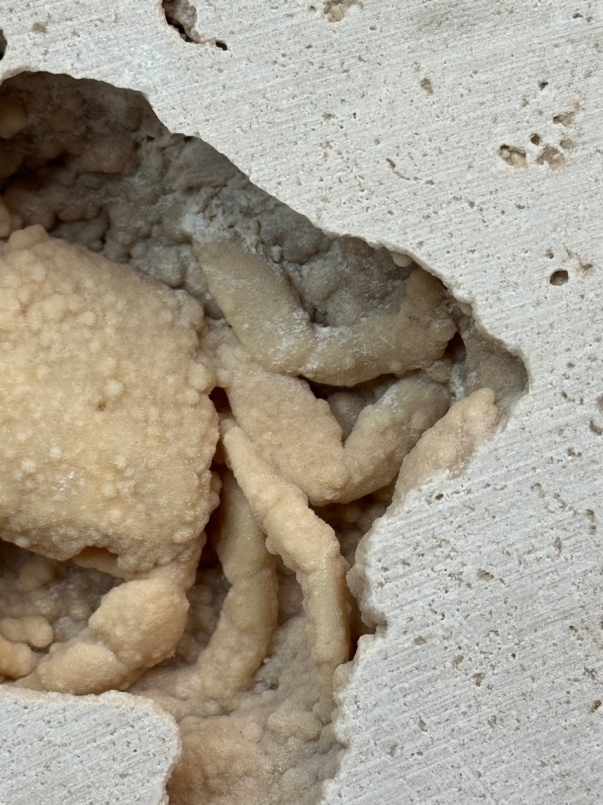 Fossilized Crab in Travertine