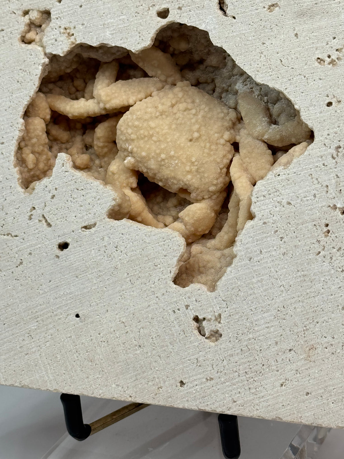 Fossilized Crab in Travertine