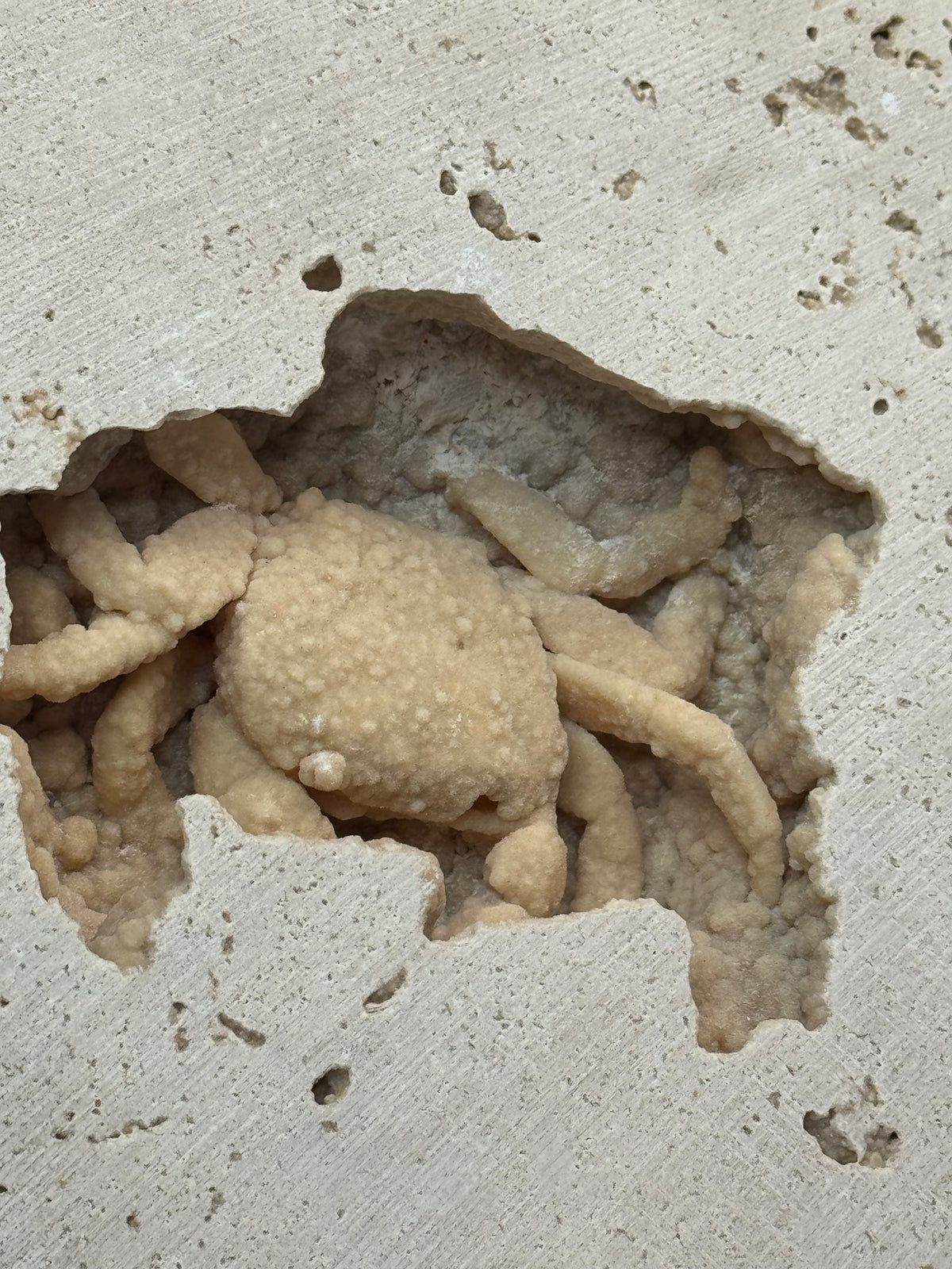 Fossilized Crab in Travertine