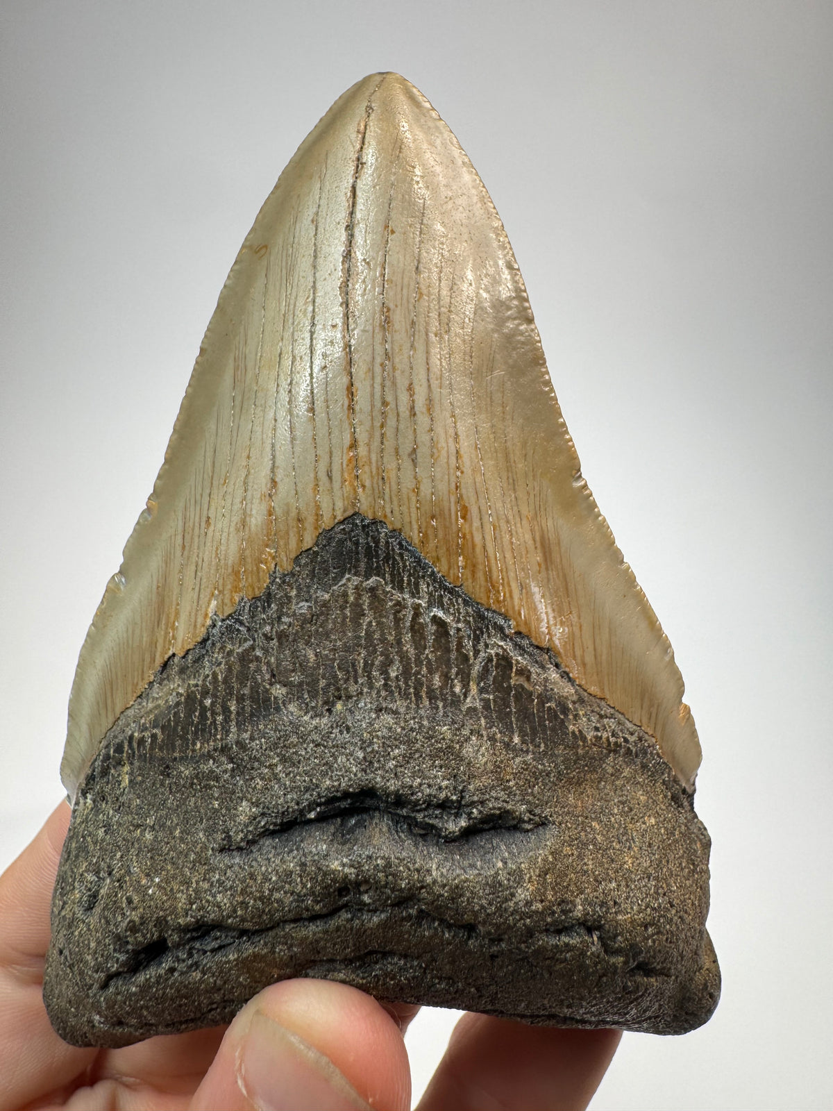 Megalodon Tooth