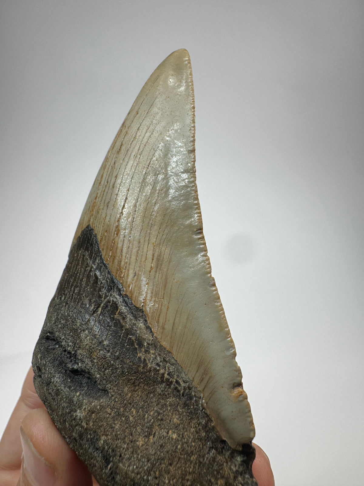 Megalodon Tooth
