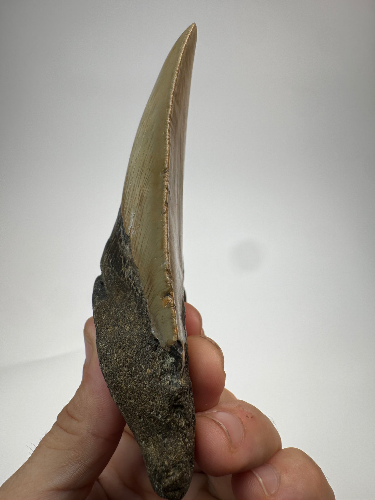 Megalodon Tooth
