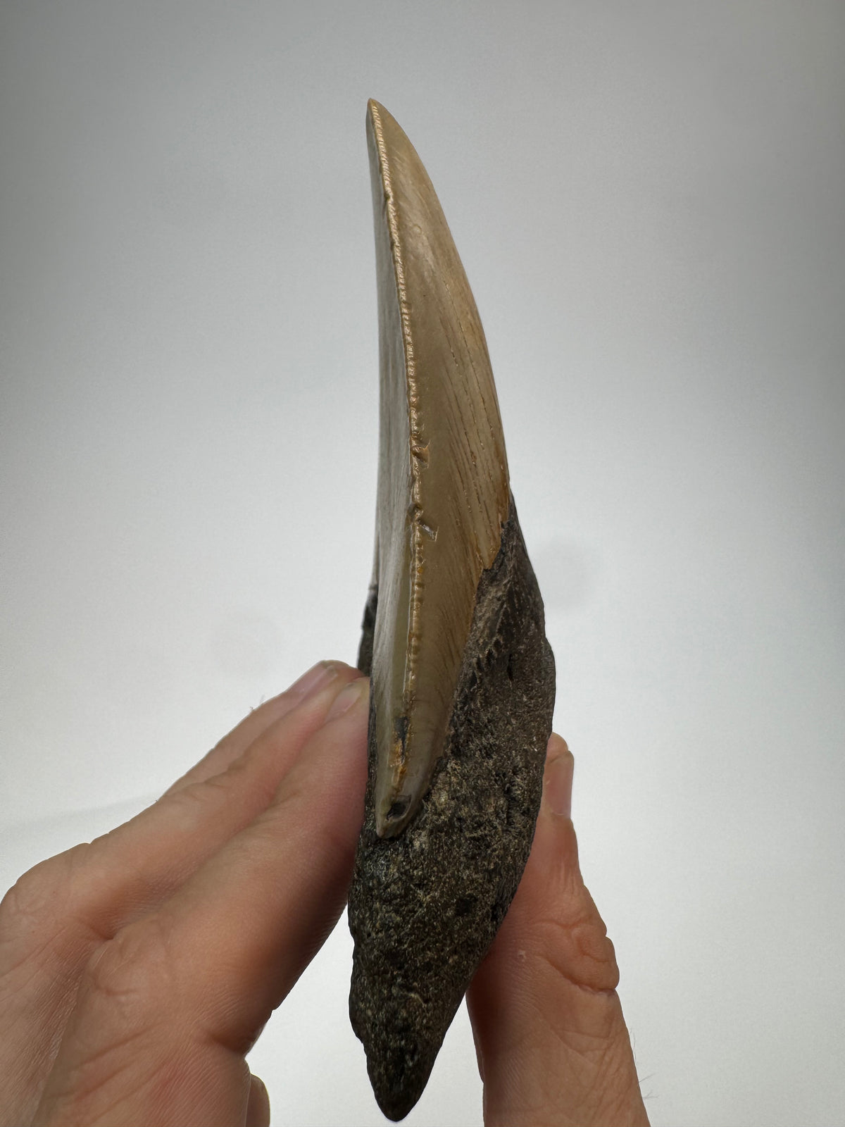 Megalodon Tooth