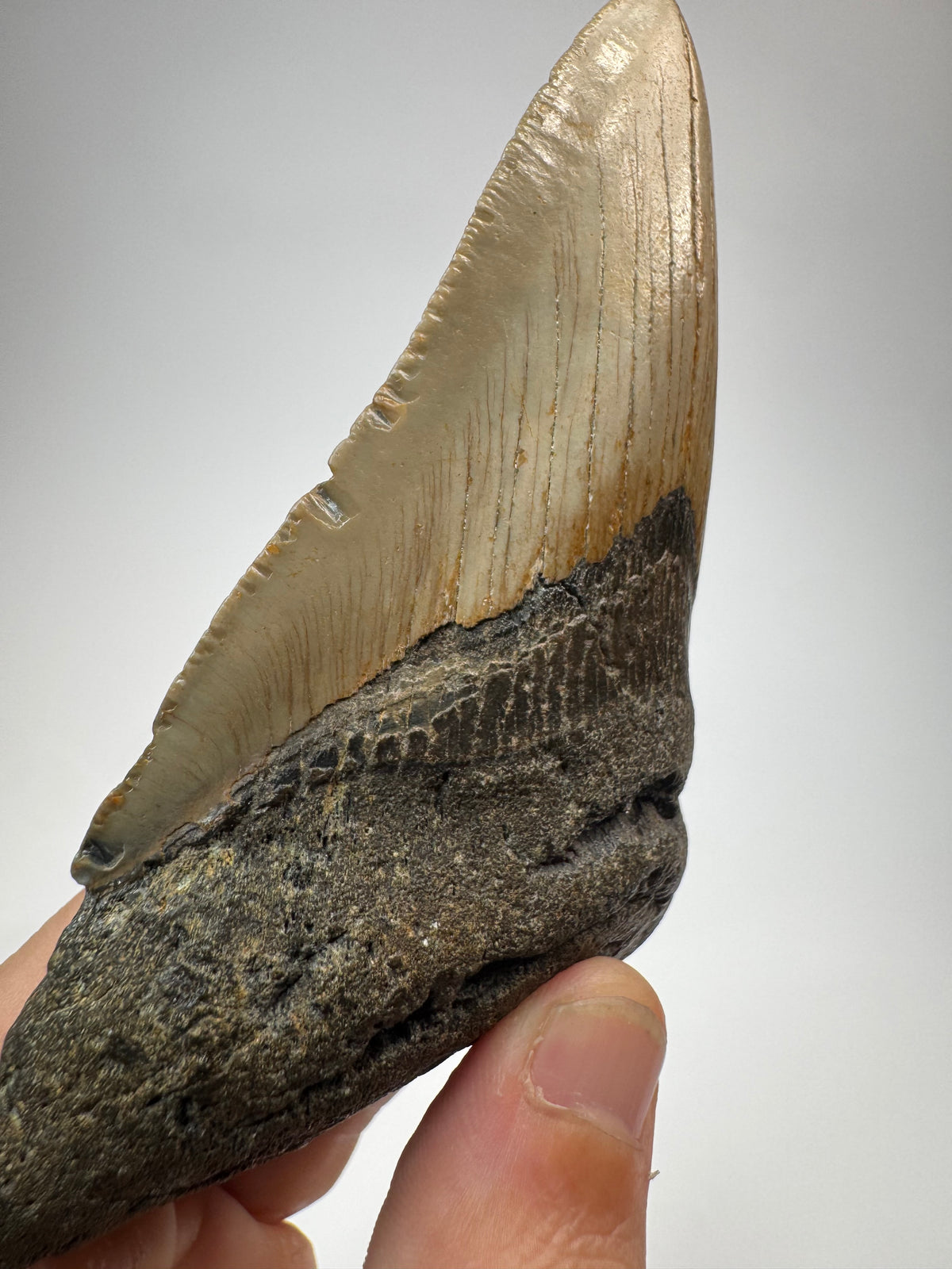 Megalodon Tooth
