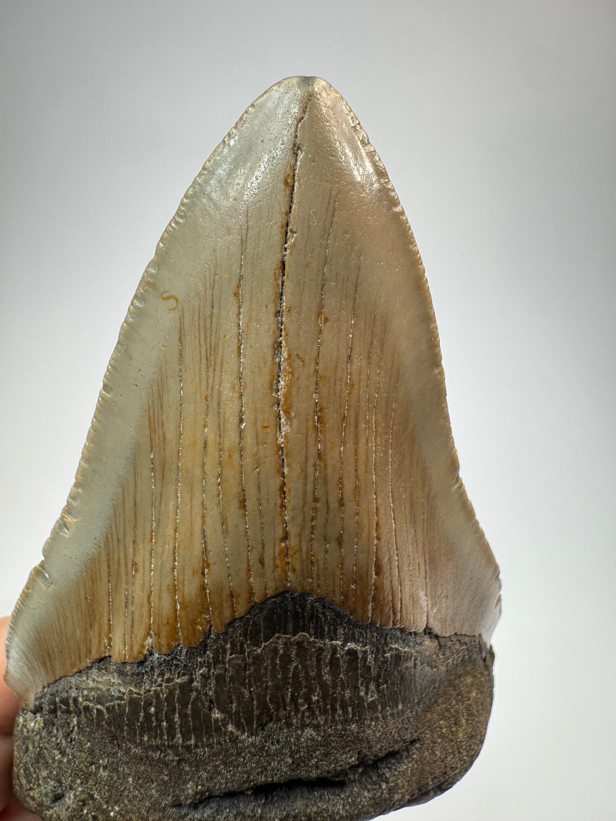 Megalodon Tooth
