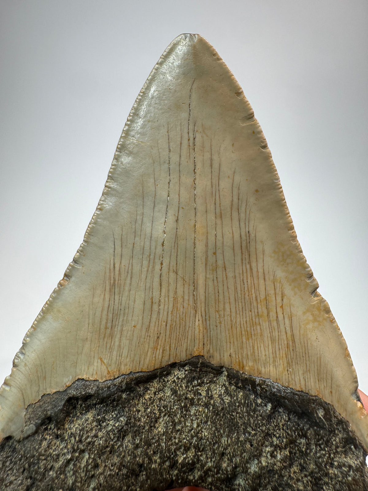 Megalodon Tooth