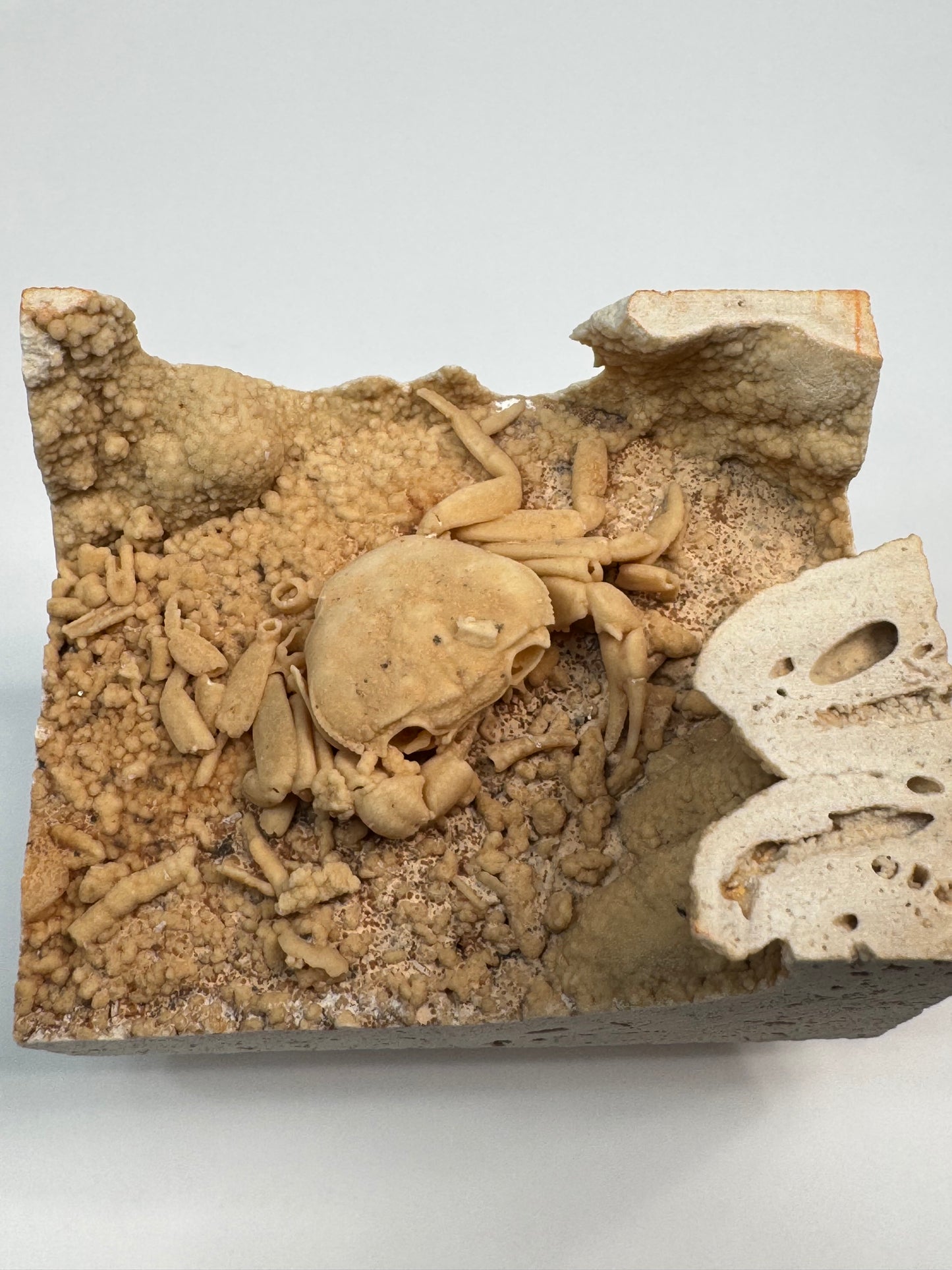 Fossilized Crab in Travertine