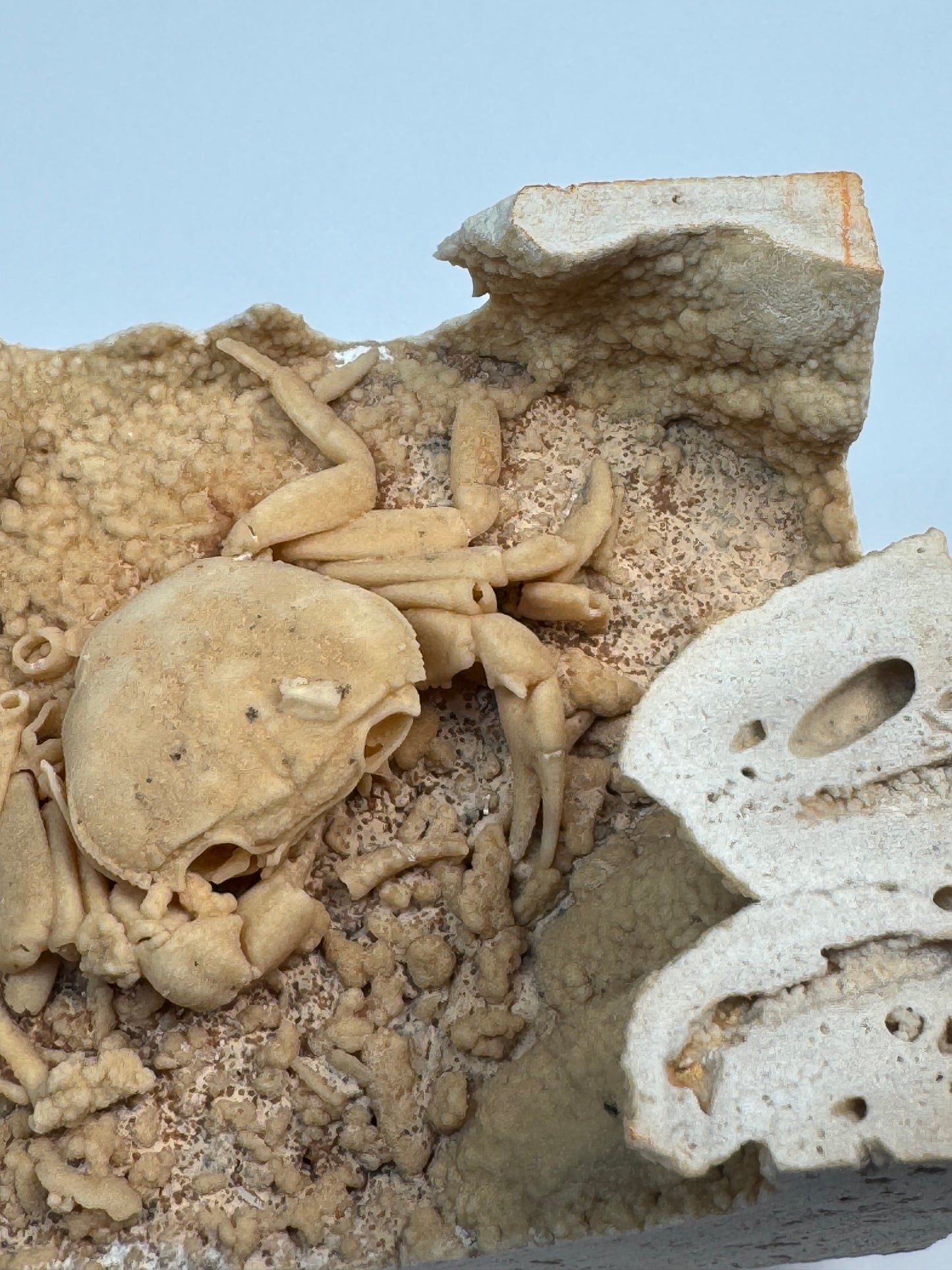 Fossilized Crab in Travertine