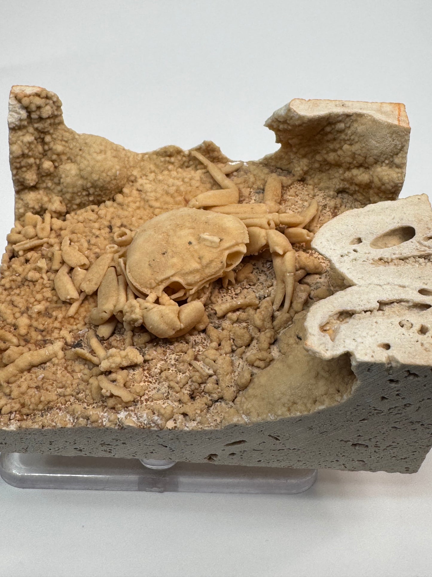 Fossilized Crab in Travertine