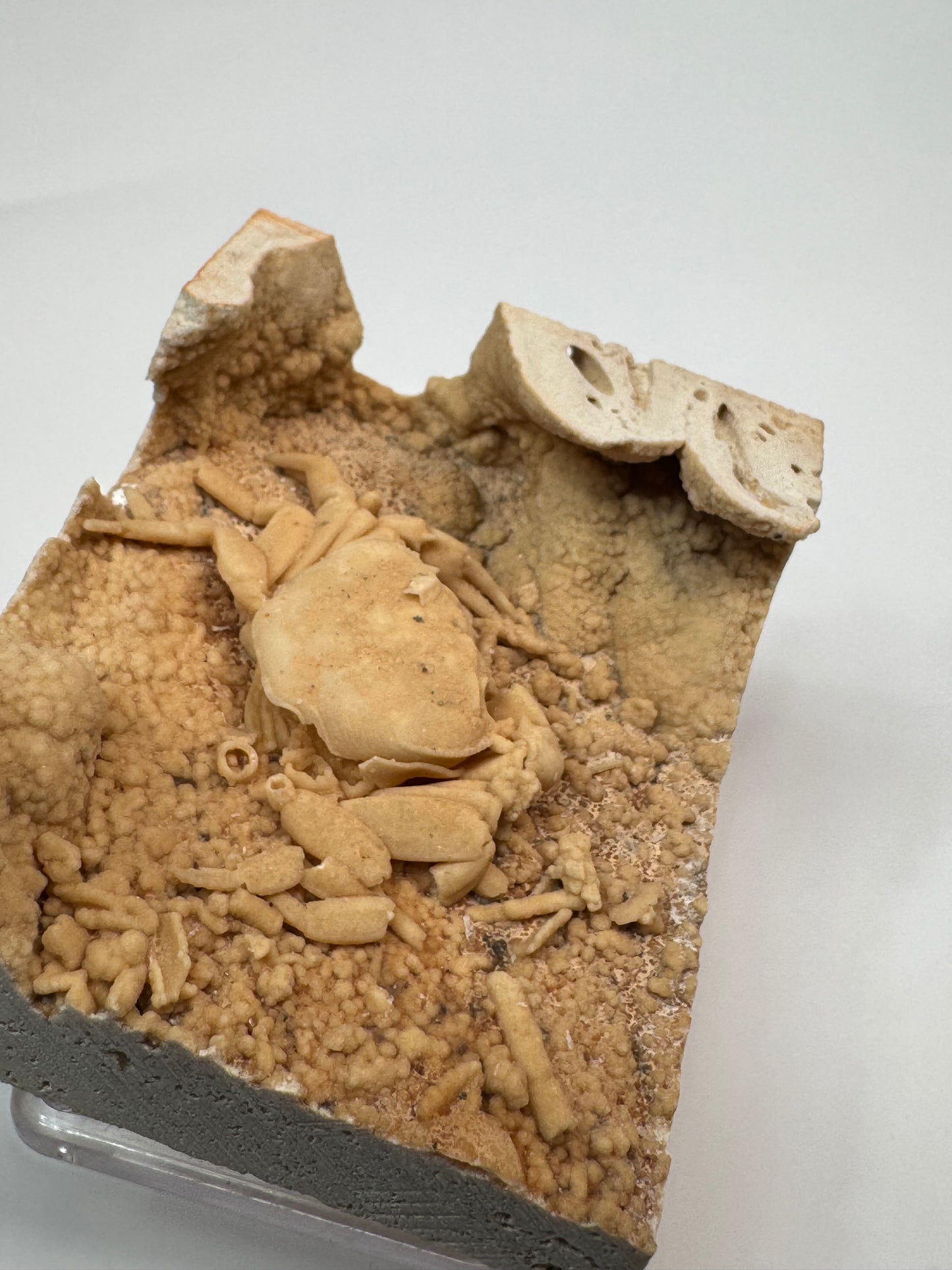 Fossilized Crab in Travertine