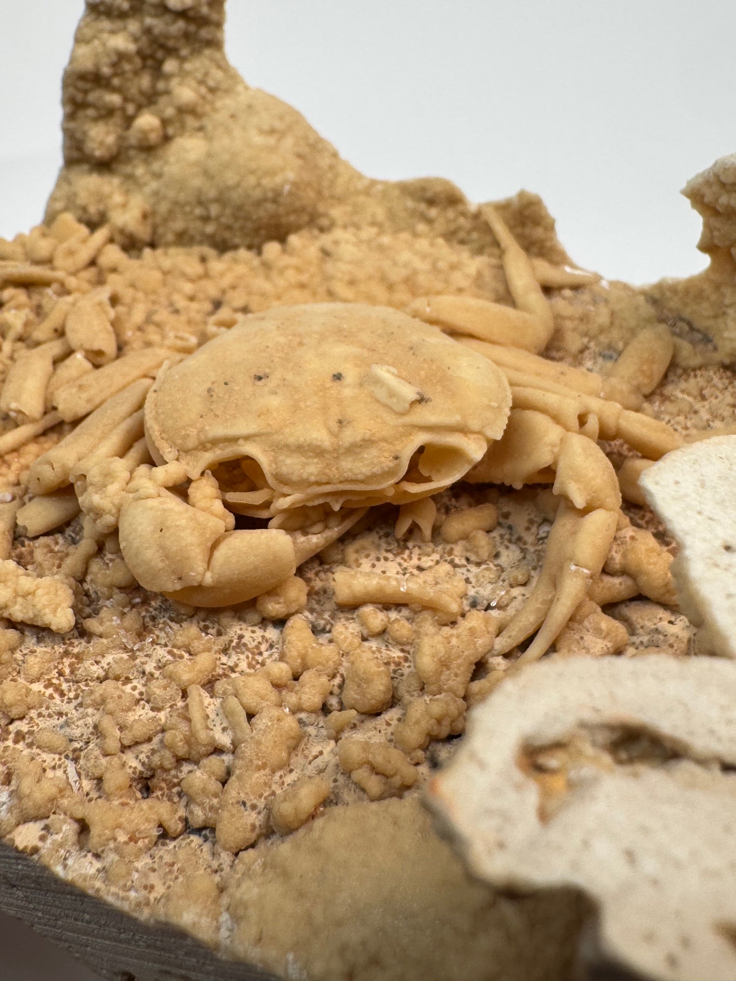 Fossilized Crab in Travertine