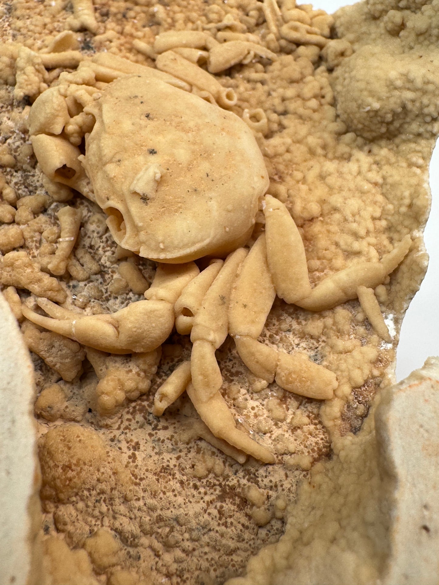 Fossilized Crab in Travertine