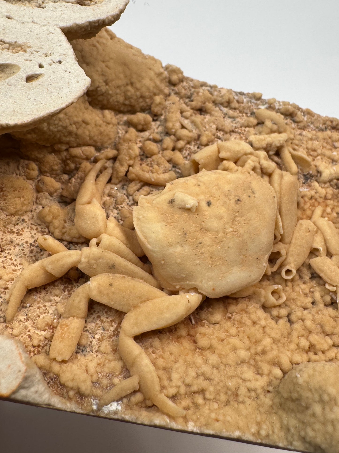 Fossilized Crab in Travertine