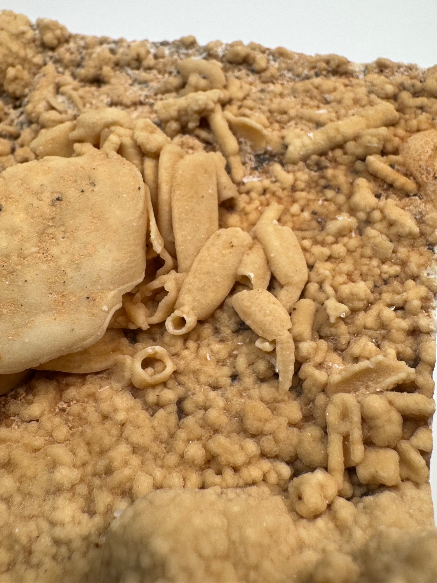Fossilized Crab in Travertine
